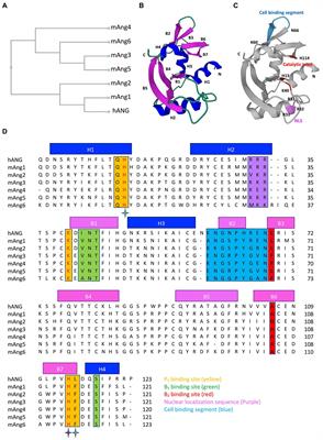 Human and mouse angiogenins: Emerging insights and potential opportunities